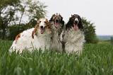BARZOI 133